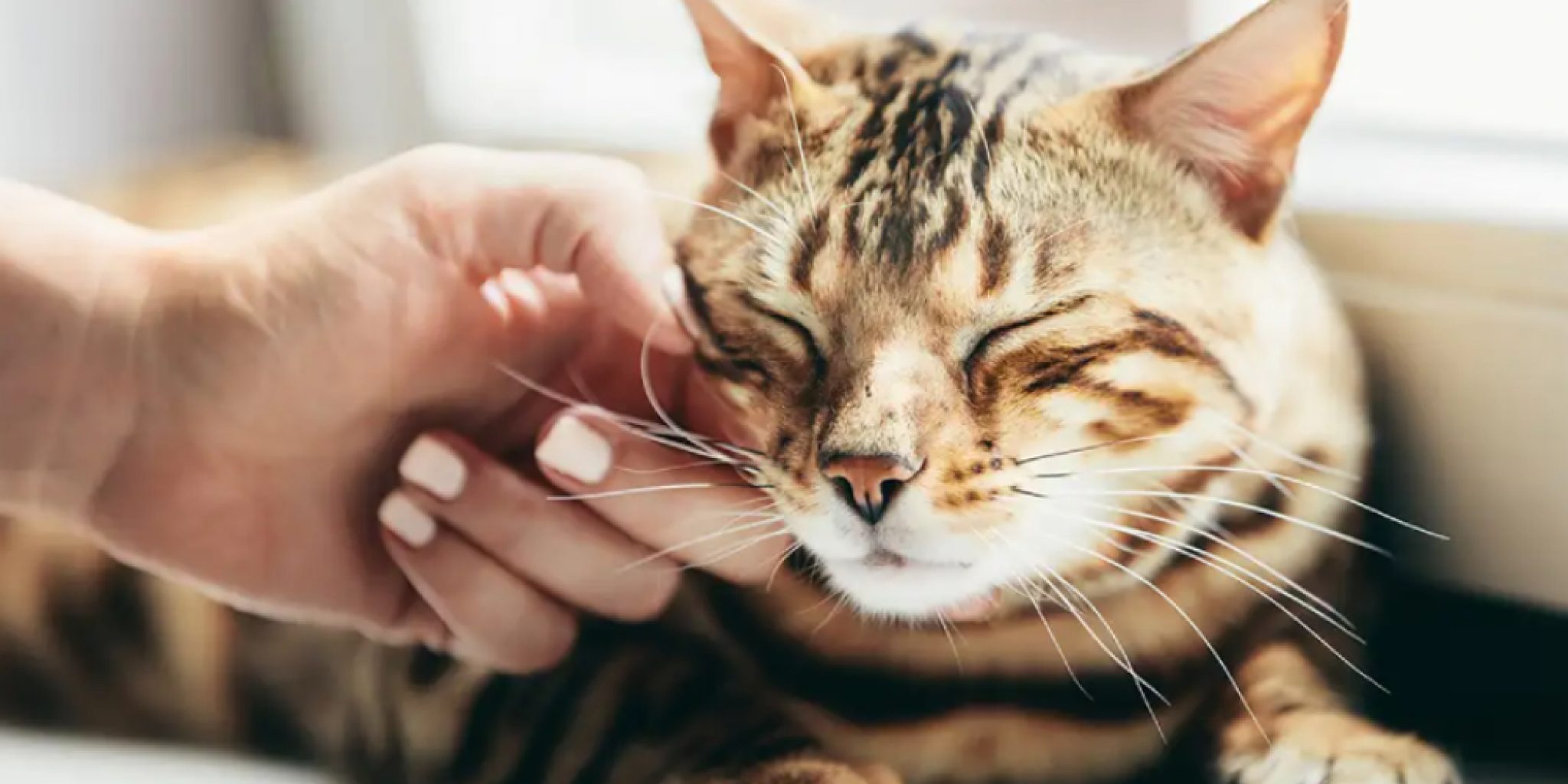 how-to-purr-like-a-cat-with-your-throat-explained-in-10-steps-2023