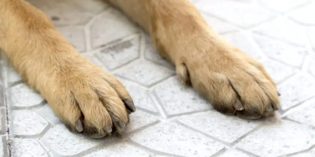 How to Quiet Dog Nails on Floor