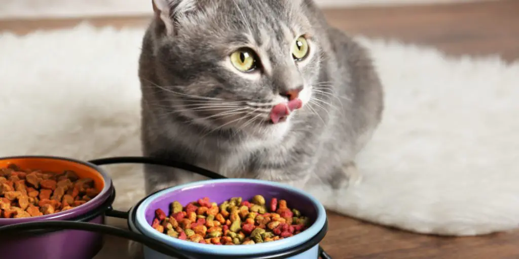 How to Serve Pate Cat Food