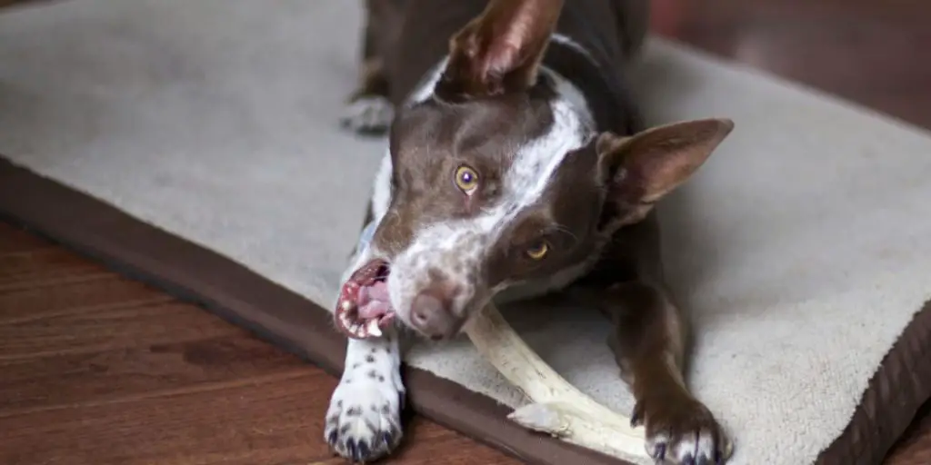 How to Sterilize Deer Antlers for Dog Chews