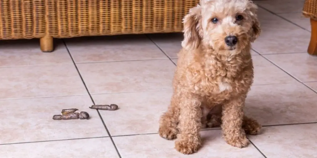 How to Store Dog Poop Until Trash Day
