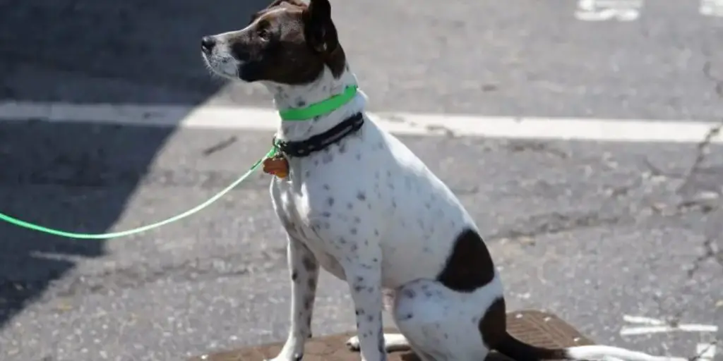 How to Train a Dog Who Doesn't Like Treats