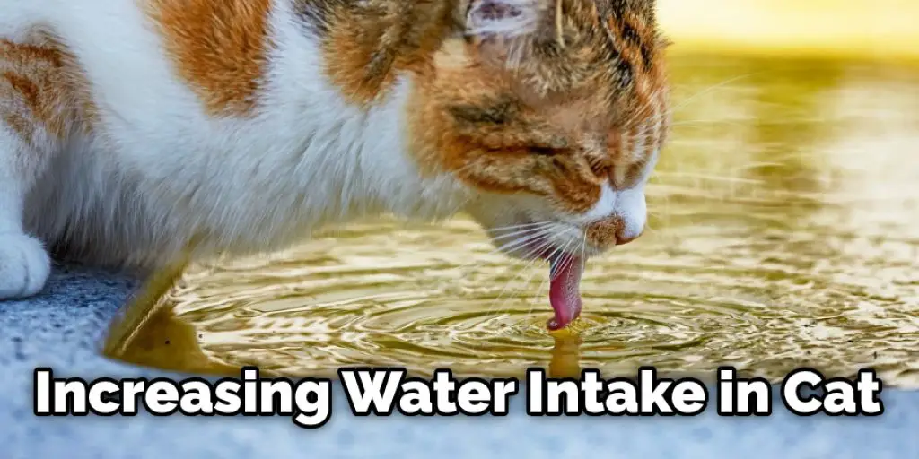 Increasing Water Intake in Cat