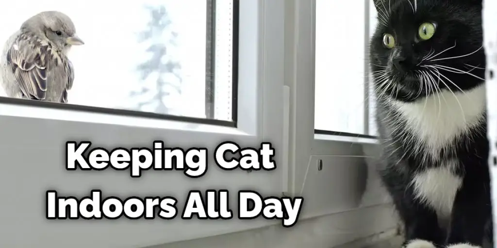 Keeping Cat Indoors All Day