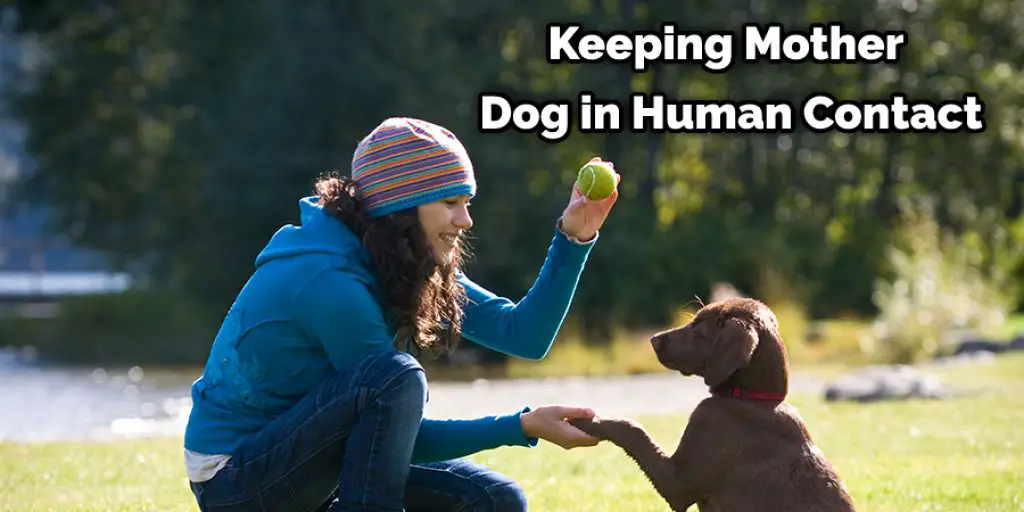 Keeping Mother Dog in Human Contact