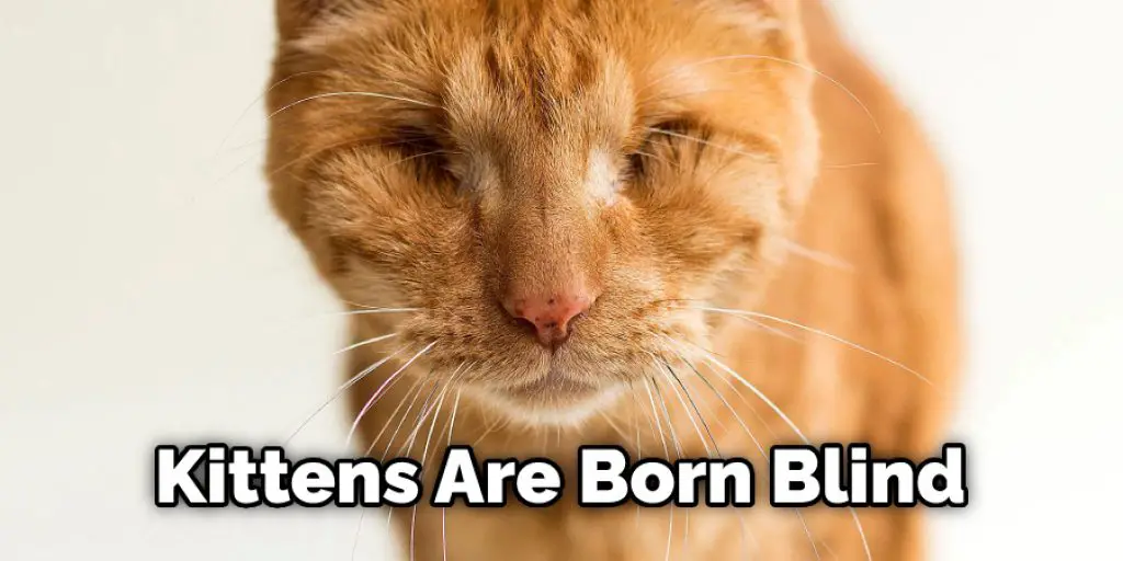 Kittens Are Born Blind