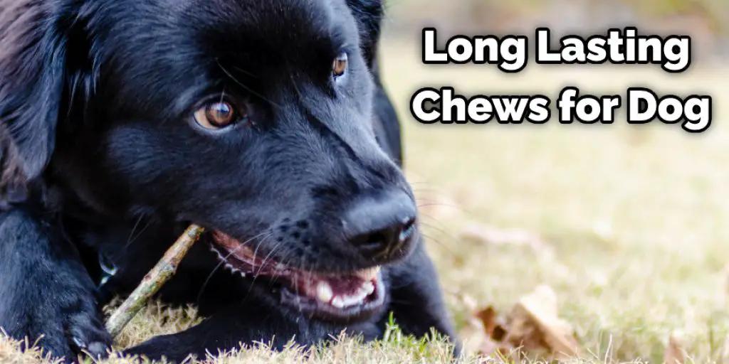 Long Lasting Chews for Dog
