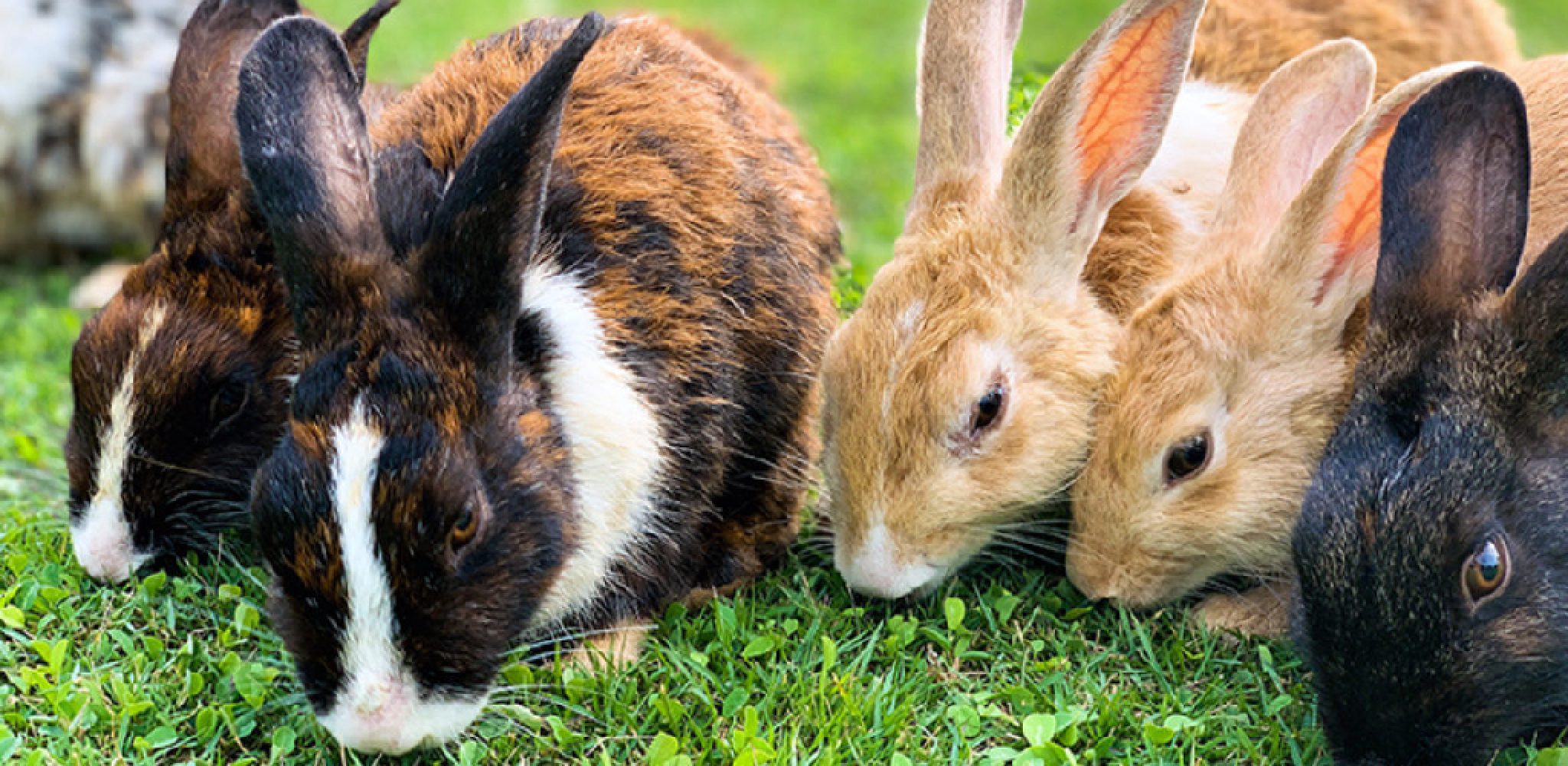 How to Stop a Rabbit From Eating Her Babies in 6 Easy Steps