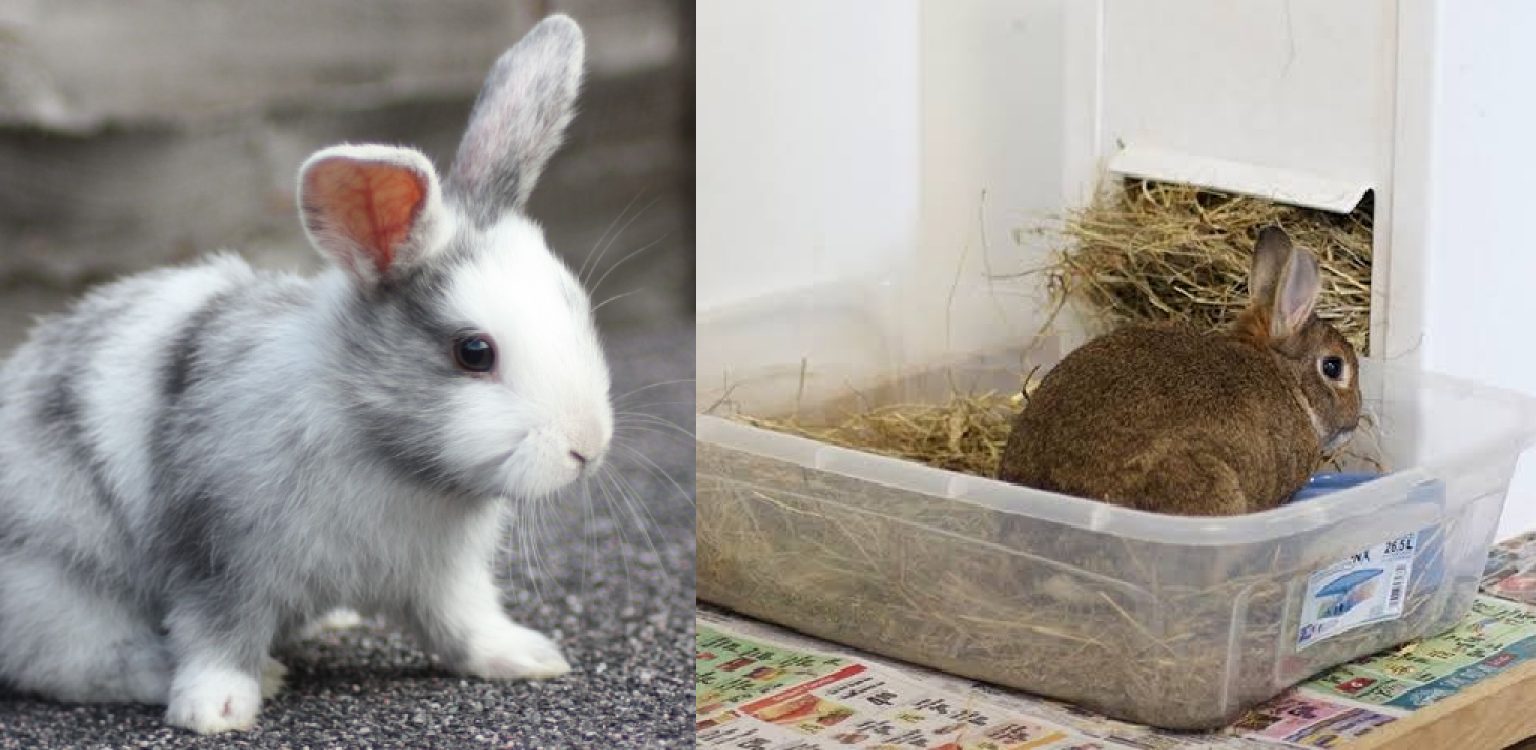 How to Stop a Rabbit From Peeing on the Couch in 04 Easy Steps