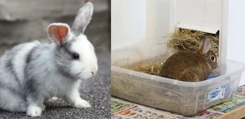 How to Stop a Rabbit From Peeing on the Couch
