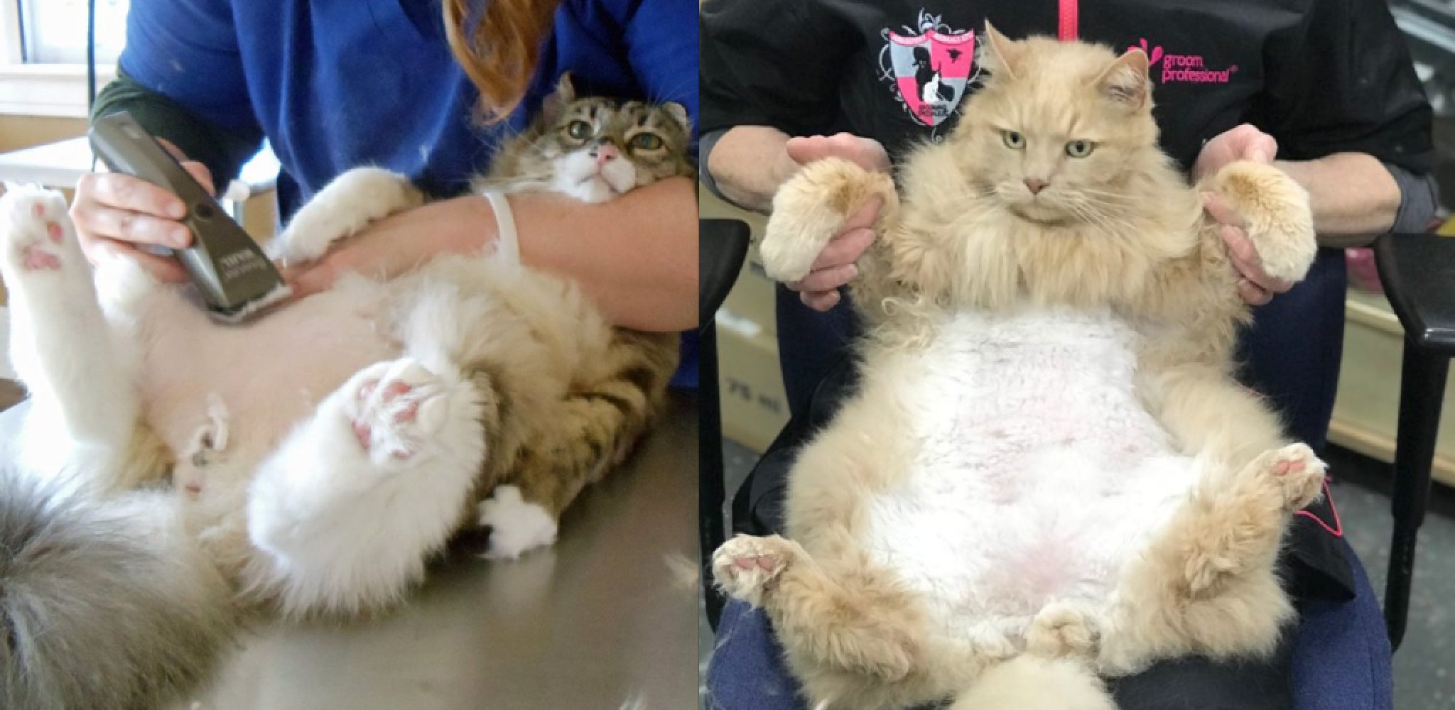 How to Do a Sanitary Trim on a Cat in 06 Easy Steps