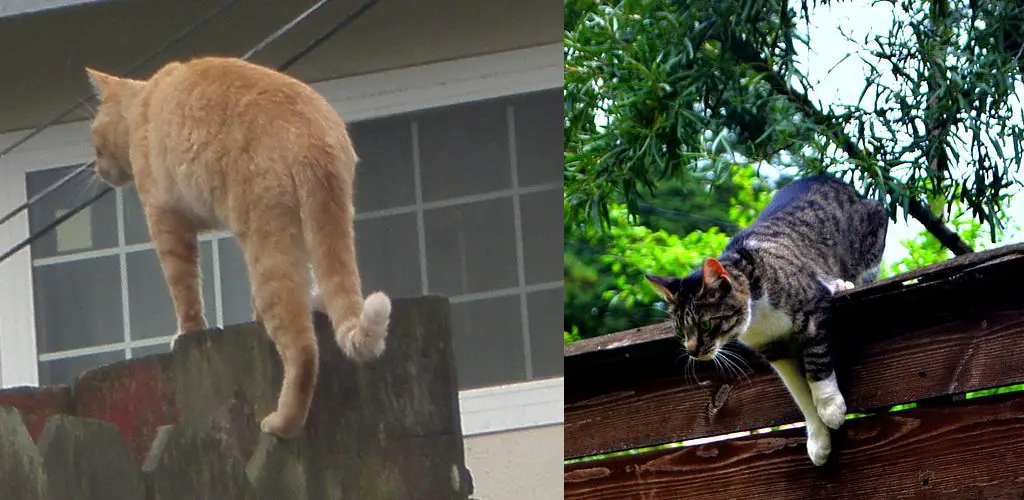 How to Stop a Cat From Jumping Over the Fence