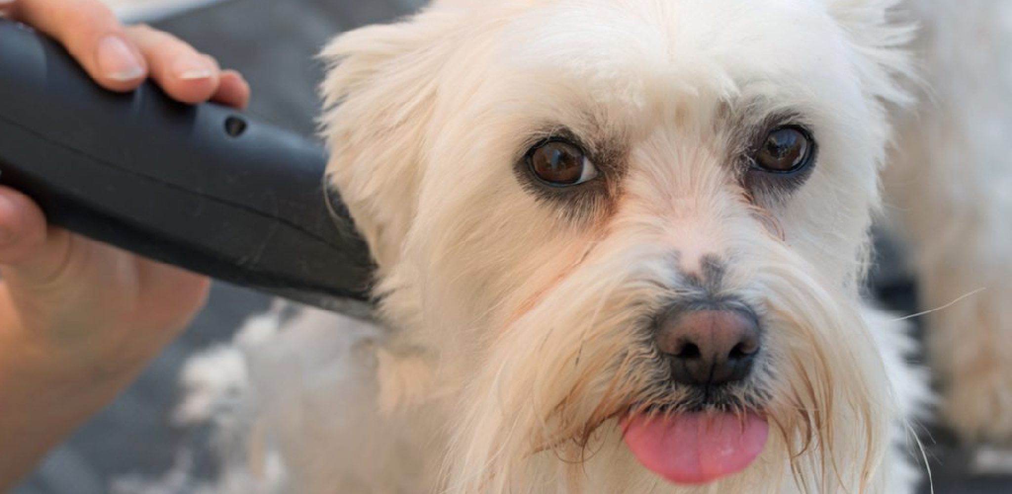 How to Shave Matted Dog in 9 Easy Steps