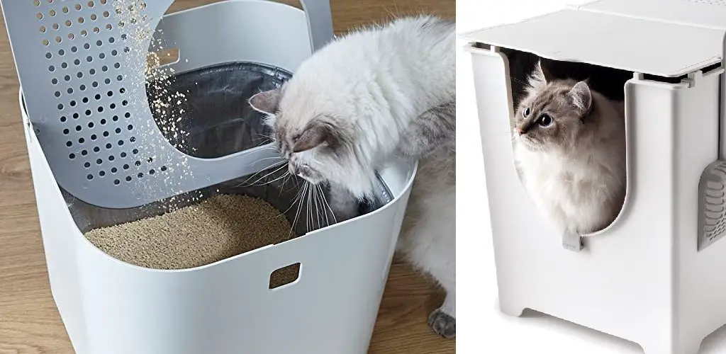 How to Store Unused Cat Litter