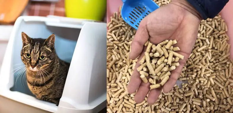 how to clean paper pellet cat litter