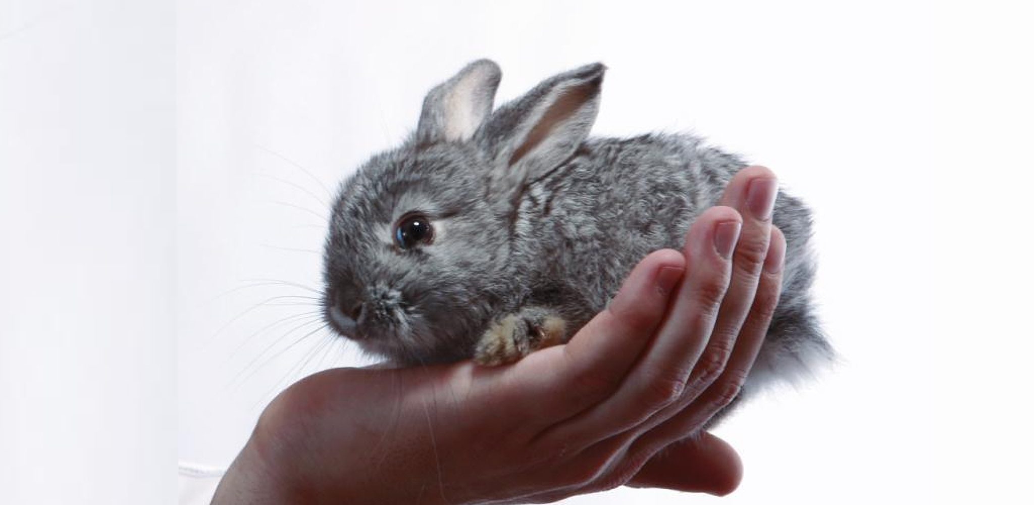 How to Make a Rabbit Gain Weight Fast Described in 08 Steps