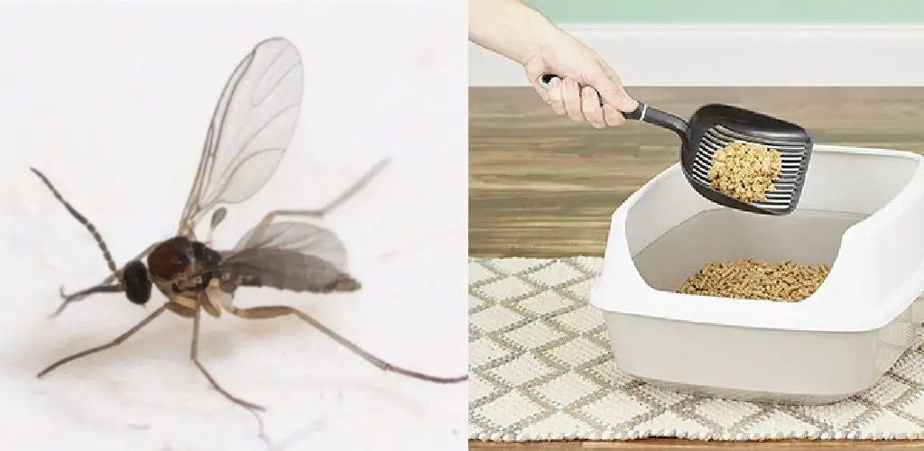 How to Get Rid of Gnats in Litter Box