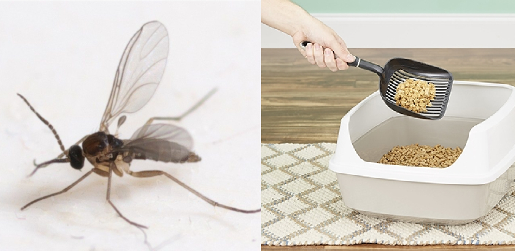 How to Get Rid of Gnats in Litter Box 12 Proven Ways