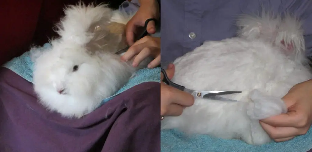 how to spin angora rabbit wool