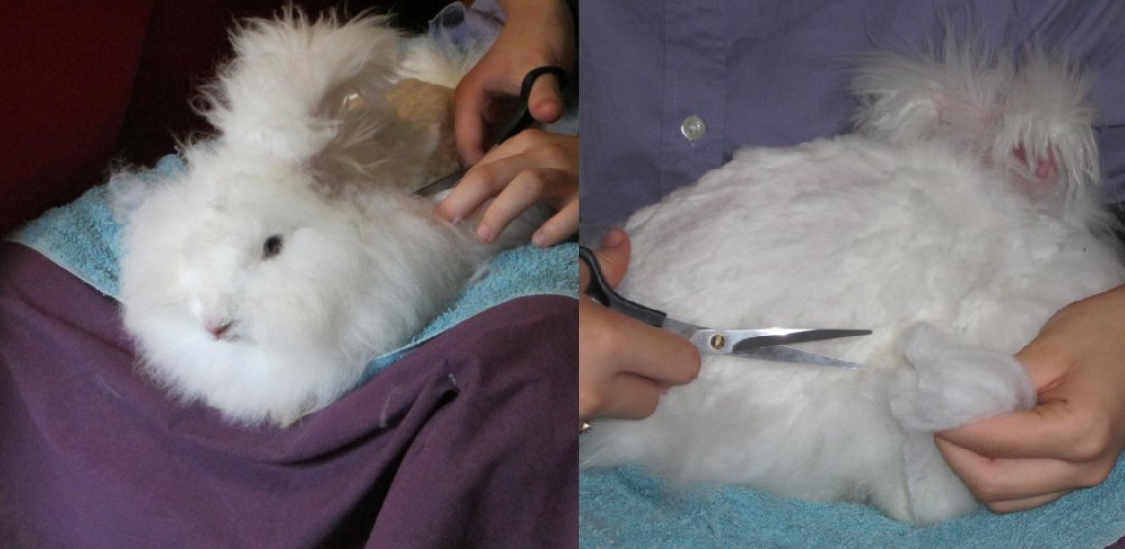 How to Spin Angora Rabbit Wool | Explained in 06 Steps