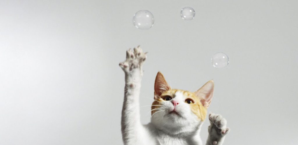 how to make catnip bubbles