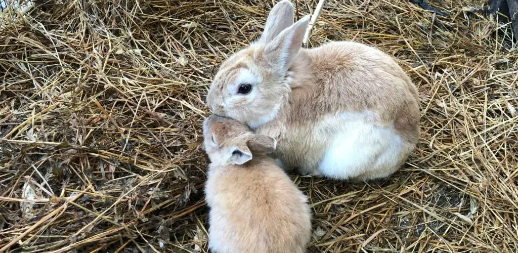 how to get my rabbit to eat hay