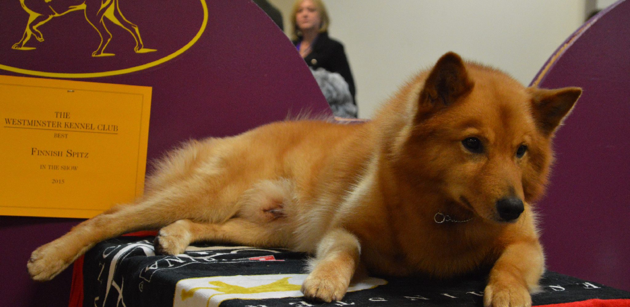 How to Give a Dog a Red Rocket Explained in 10 Steps