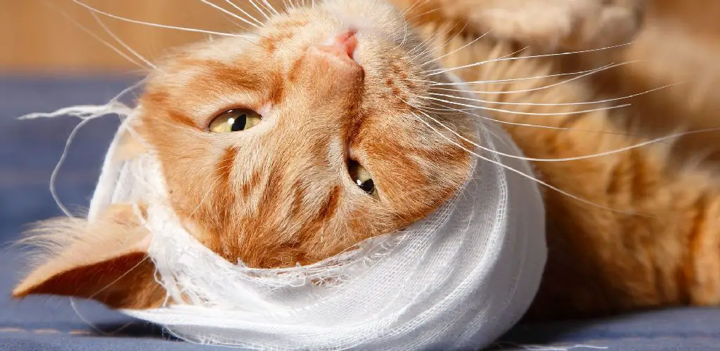 how to bandage a cat's neck
