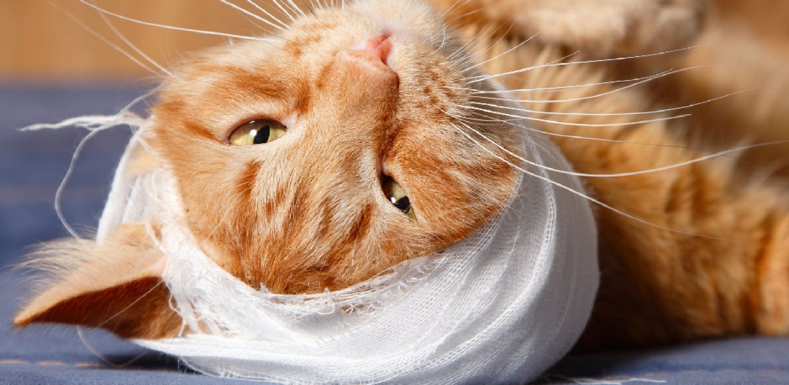 How to Bandage a Cat's Neck Explained in 10 Steps
