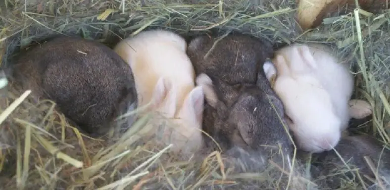 how to make a rabbit sleep at night