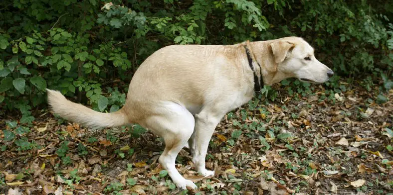 How to Prevent Dog Poop From Smelling