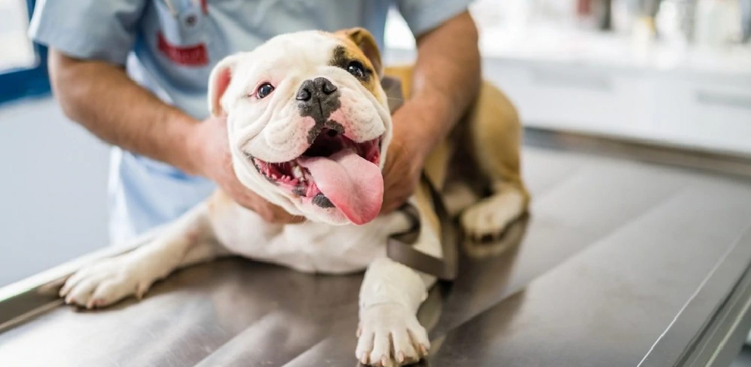 How to Remove Sutures From a Dog Step by Step Guide