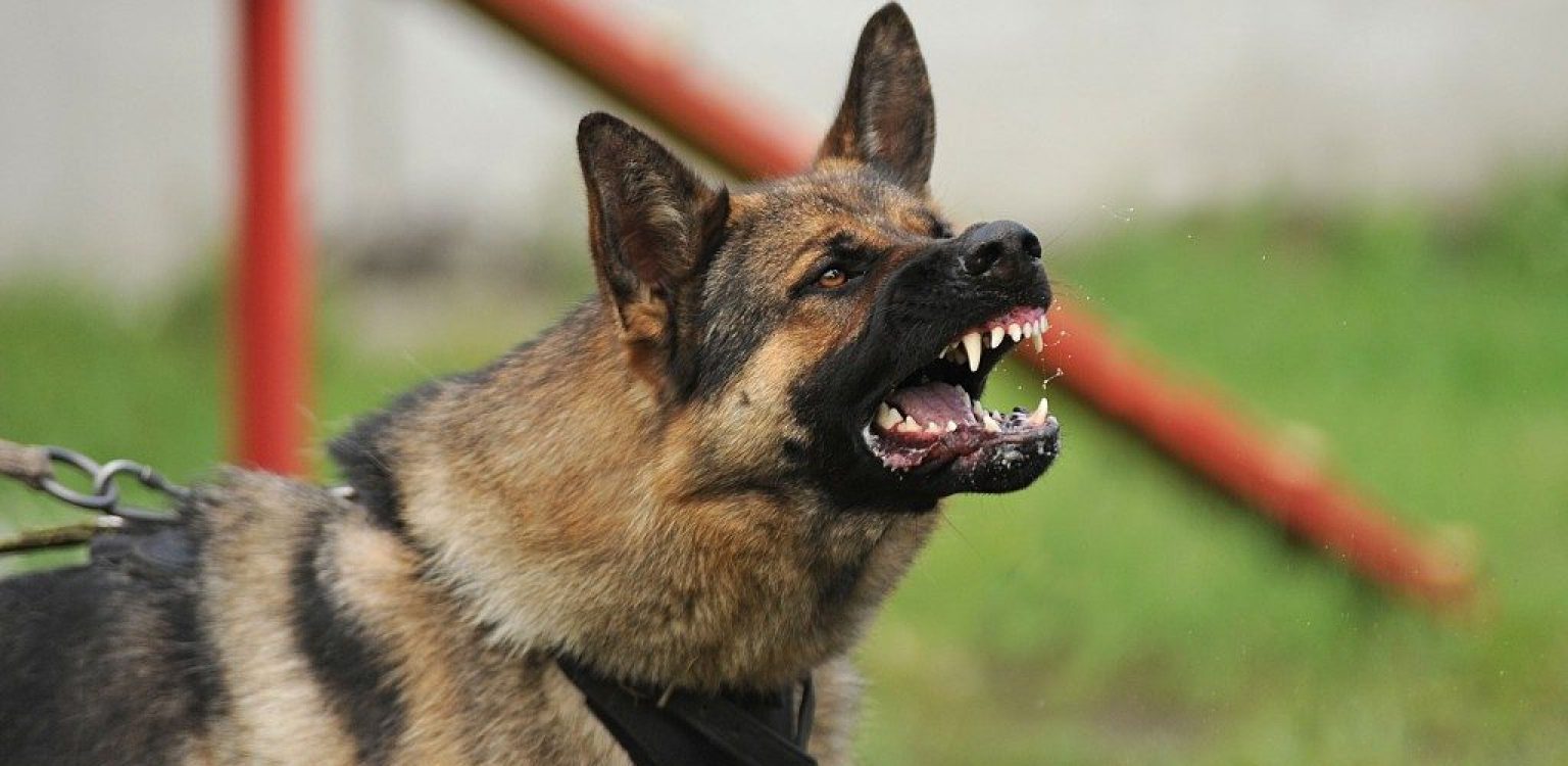 How to Board an Aggressive Dog 7 Steps Instructions My Pets Guide