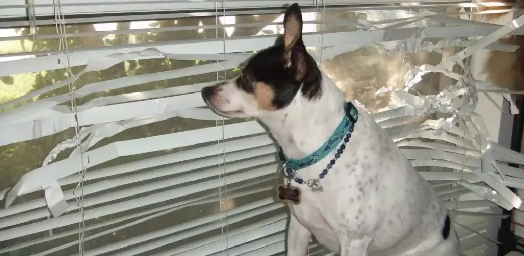 How to Stop Dog From Messing Up Blinds