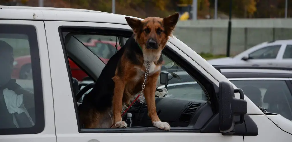 how to fix dog scratches on car door