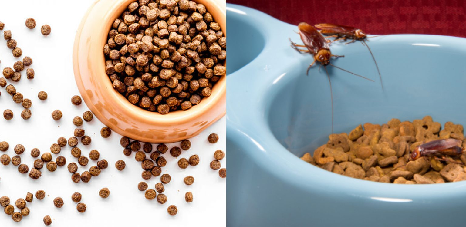 How to Keep Roaches Away From Dog Food in 6 Easy Steps