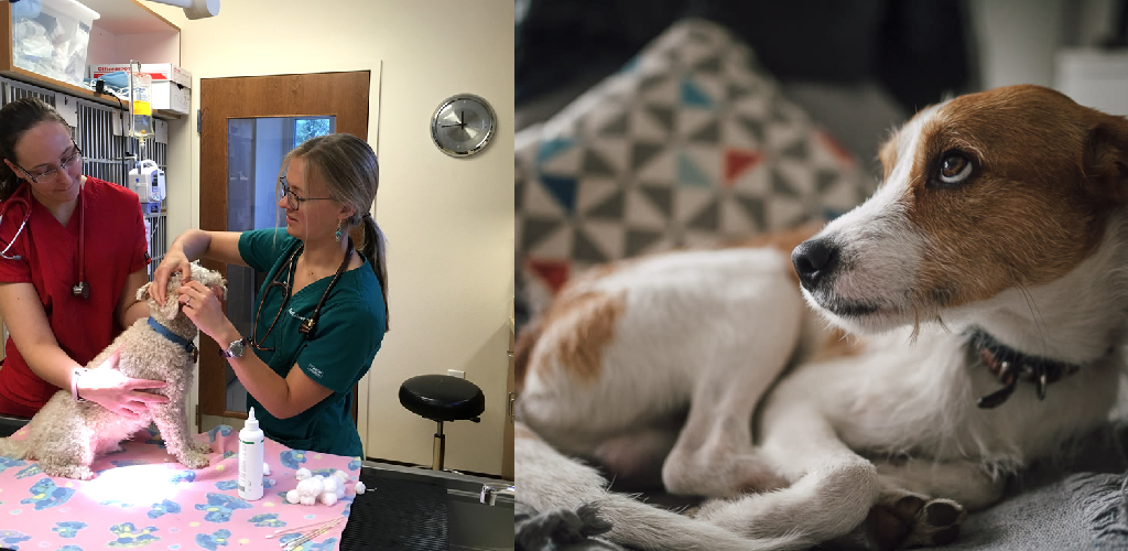 How to Clean a Dogs Sheath Explained in 10 Steps