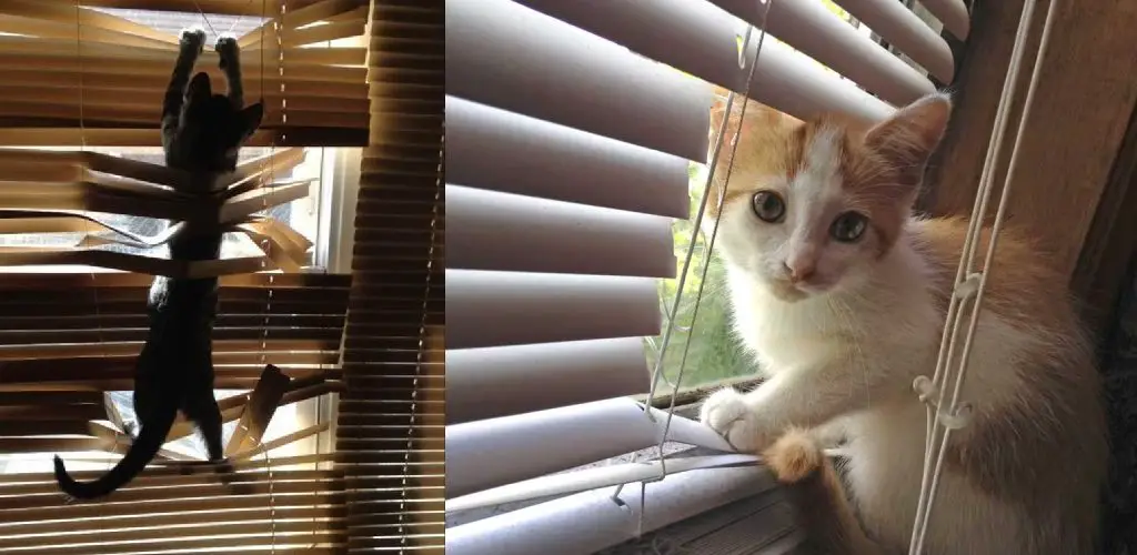 how to get my cat to leave my blinds alone