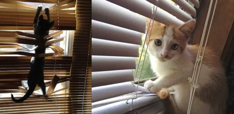 how to get my cat to leave my blinds alone