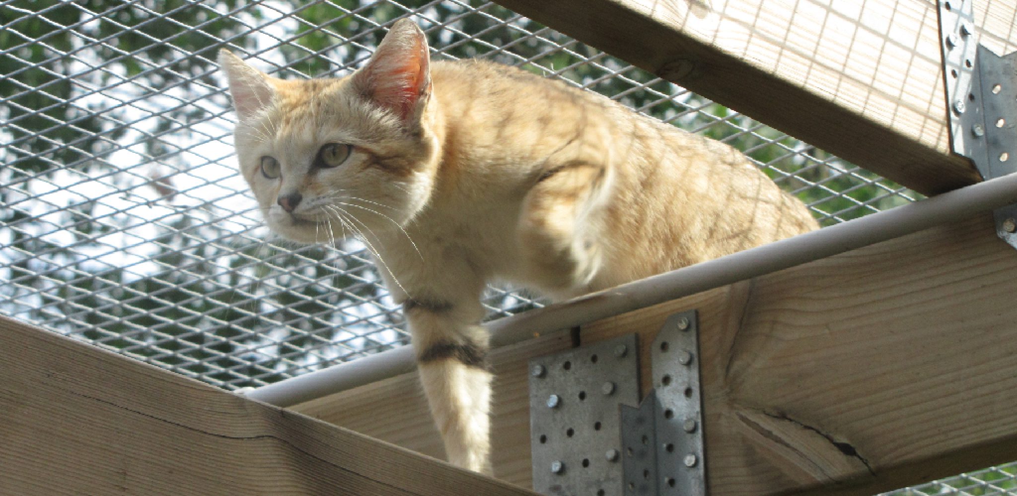 How to Keep a Cat From Jumping a Fence 10 Effective Ways