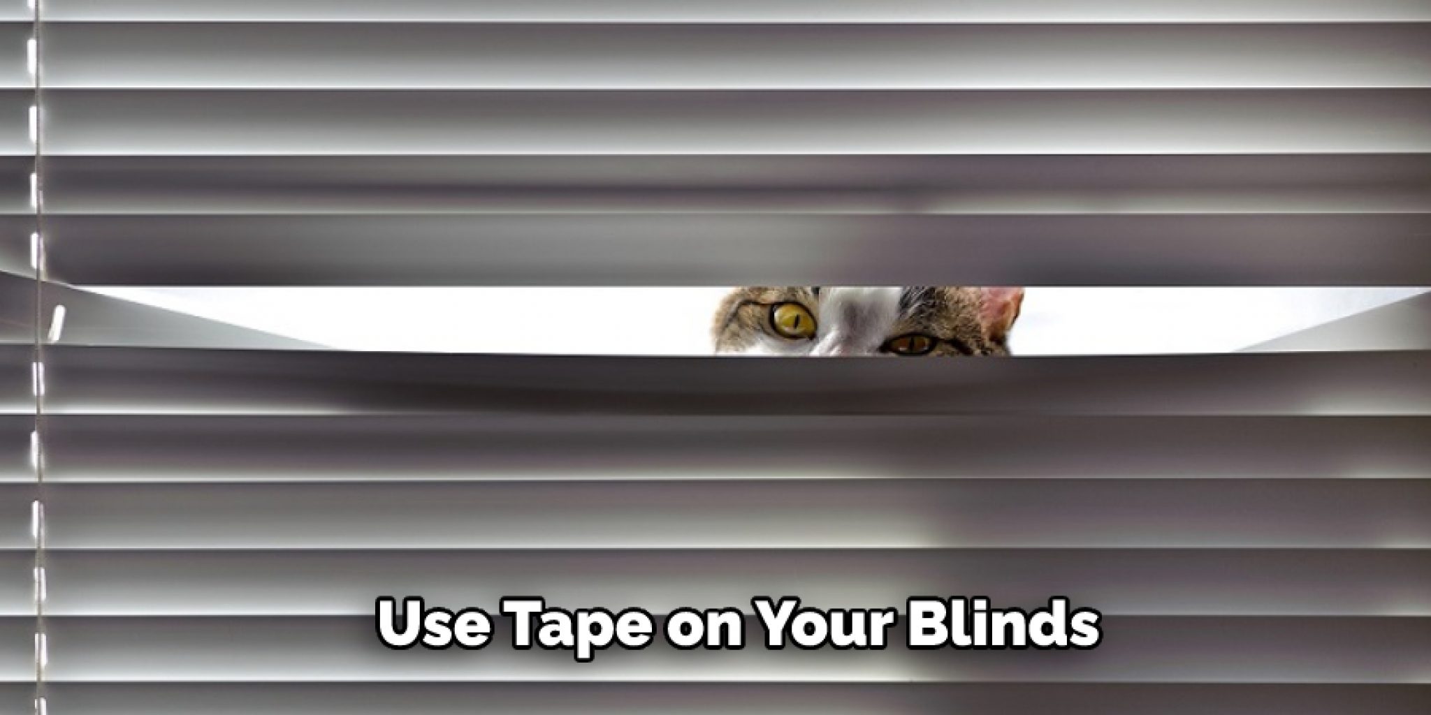 How to Get My Cat to Leave My Blinds Alone 12 Effective Solutions