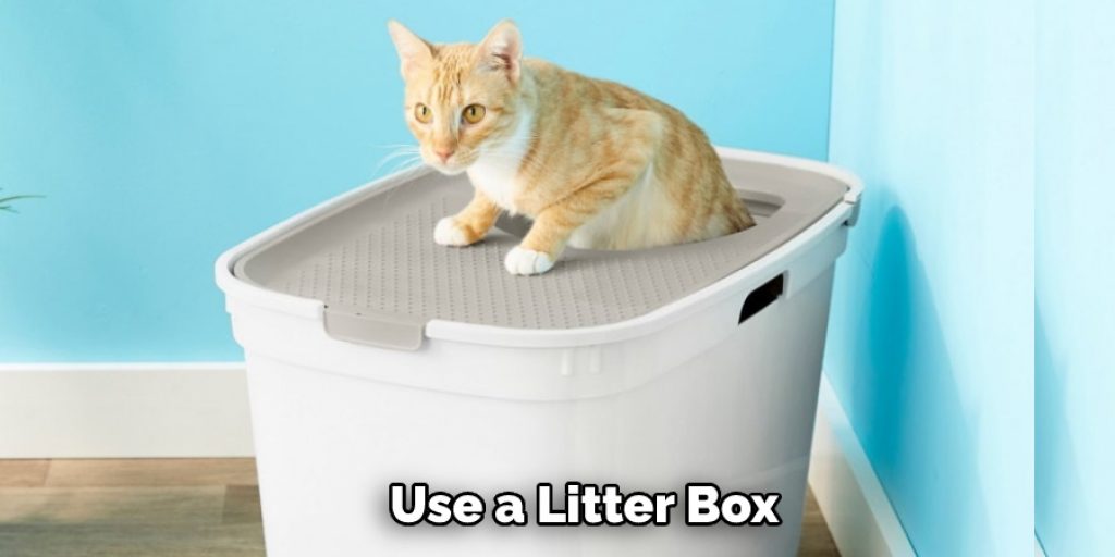  Use a Litter Box