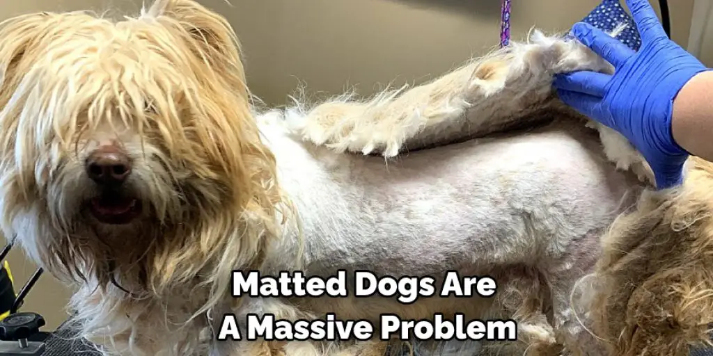Matted Dogs Are  A Massive Problem