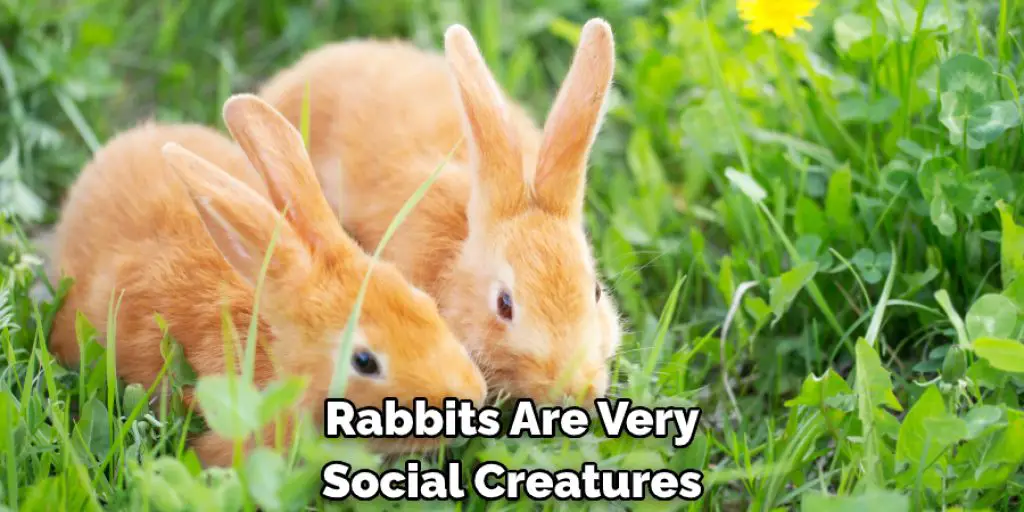 Rabbits Are Very Social Creatures