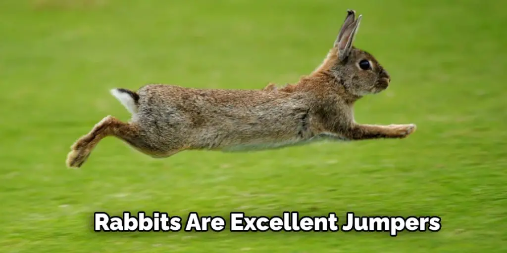 Rabbits Are Excellent Jumpers 