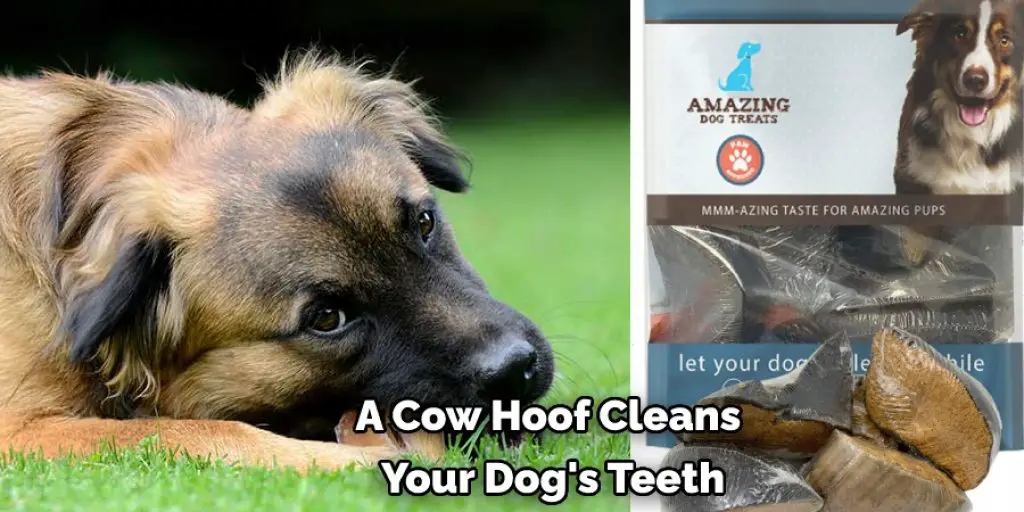 A Cow Hoof Cleans  Your Dog's Teeth