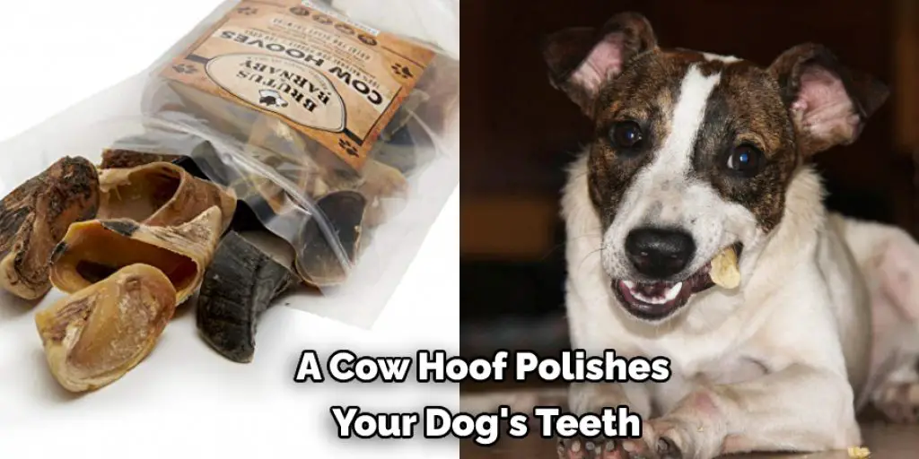 A Cow Hoof Polishes  Your Dog's Teeth