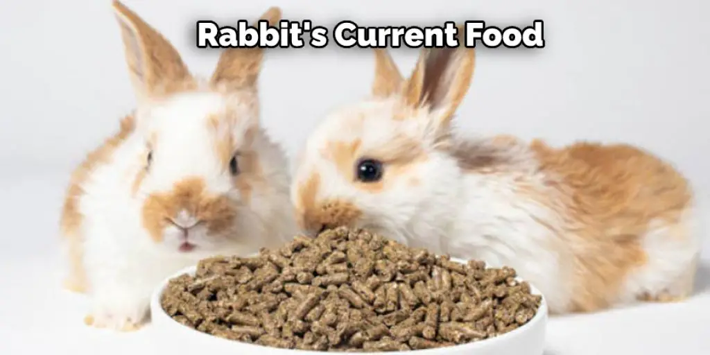 Rabbit's Current Food 