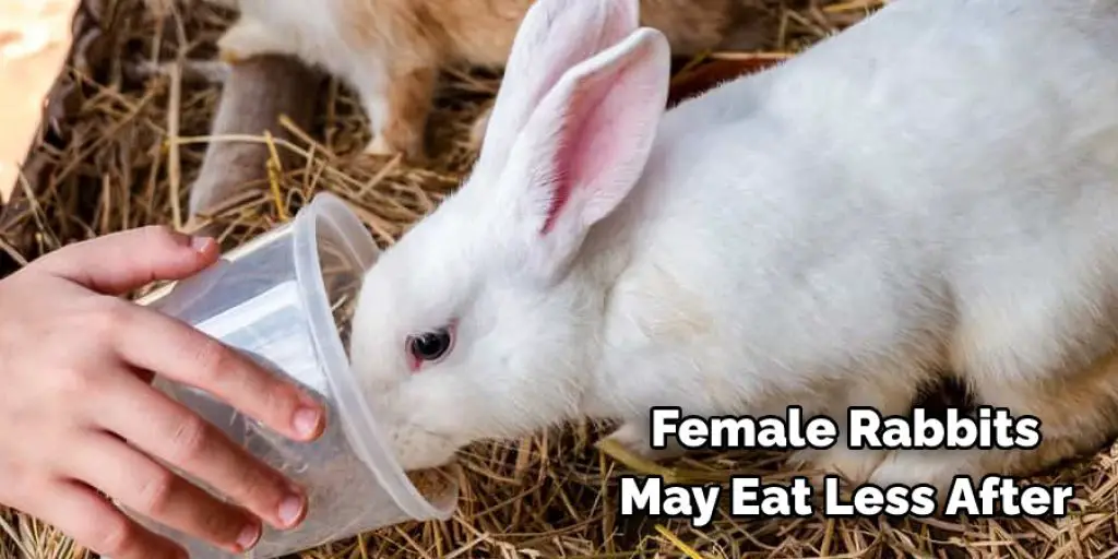 Female Rabbits  May Eat Less After 