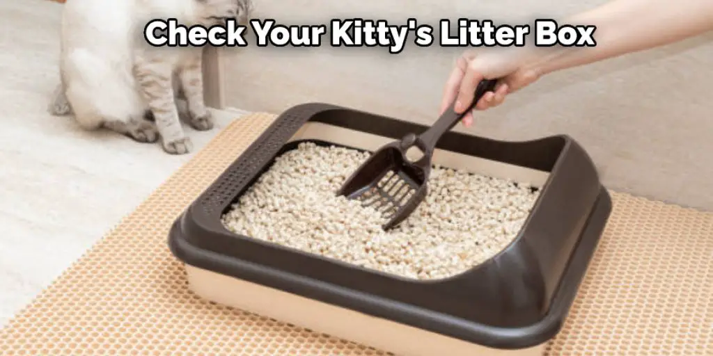 Check Your Kitty's Litter Box